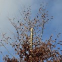 Fagus sylvatica 'Atropunicea' - De top is gesnoeid, zodat de boom in de breedte zich sterker ontwikkelt.