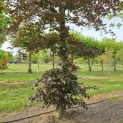 Fagus sylvatica 'Atropunicea' - 1