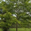 Carpinus Caroliniana - 1