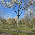 Amelanchier lamarckii - 2