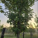 Prunus 'Sunset Boulevard' - Foto 5