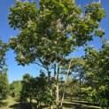 Catalpa erubescens 'Purpurea' - Foto 2