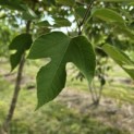 Broussonetia papyrifera - 4