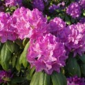 Rhododendron Roseum Elegans - 3