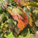 Parrotia persica - Foto 8