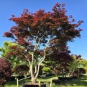 Acer palmatum 'Atropurpureum' - 1