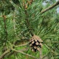 Pinus sylvestris - Foto 5