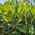 Rhododendron 'Cunningham's White' - Foto 1