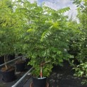 Pterocarya Fraxinifolia - 2
