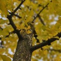Ginkgo biloba - 3
