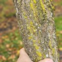 Ginkgo biloba - 4