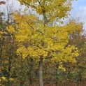 Ginkgo biloba - 2
