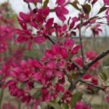 Malus 'Profusion' - 4