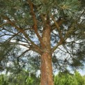 pinus sylvestris 'Glauca' - 1