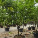 Gleditsia triacanthos ‘Sunburst' - 1