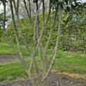 Prunus laur. Caucasica - Foto 2