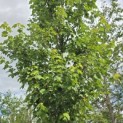 Acer rubrum 'Red Sunset' - 4