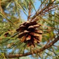 pinus sylvestris 'Glauca' - 6