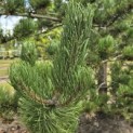 Pinus nigra Oregon Green - Foto 2