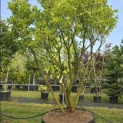 Magnolia 'Susan' - 2