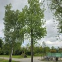 Liriodendron tulipifera - 1