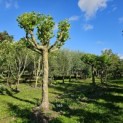 Platanus hispanica - 3
