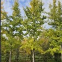 Ginkgo biloba - najaar 2025
