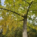 Ginkgo biloba - 1