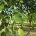 Betula nigra - 7