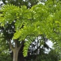 Gleditsia triacanthos ‘Inermis’ - Foto 1