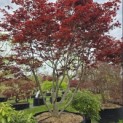 Acer palmatum 'Fireglow' - 1
