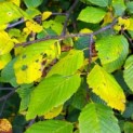 Carpinus betulus