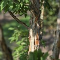 Acer Triflorum - Foto 6