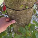 Fagus sylvatica 'Atropunicea' - 5