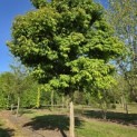 Acer Triflorum - 5