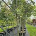 Quercus ilex - 5