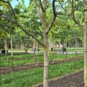 Juglans regia 'Cyril' - Foto 2