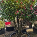 Camellia japonica - 3
