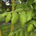 Koelreuteria paniculata - 4