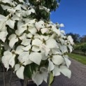 Cornus kousa Chinensis - 3