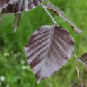 Fagus sylvatica 'Atropunicea' - Foto 8