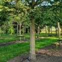 Tilia platyphyllos - Foto 2