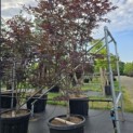 Acer palmatum 'Red Emperor' - 4