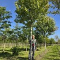 Acer x freemani 'Autumn Blaze' - Foto 1
