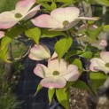 Cornus 'Stellar Pink' - Foto 2