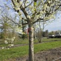 Prunus domestica Hauszwetsche - 1