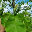 Magnolia Tripetala - Afbeelding 3