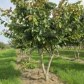 Parrotia persica - 5