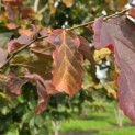 Parrotia persica - Foto 8