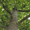 Tilia x Europaea - Foto 3